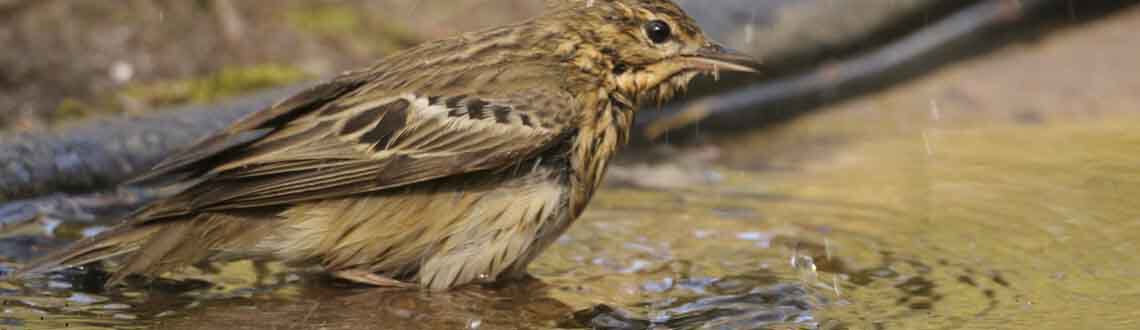 [paste advice page name here]